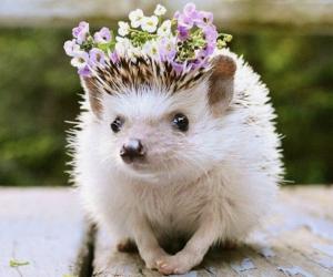 Дзявочыя тайны, або Пра вожыка і сакрэты жаночай душы