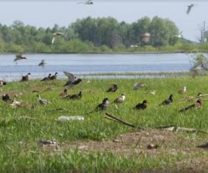 У Беларусі знялі фільм пра дзікую прыроду ў фармаце 4К