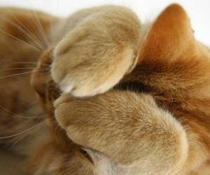 Аперацыя “Лапкі”