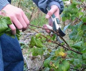 Абрэзка парэчак пасля збору ўраджаю