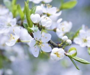 Разлівалася неба светла-сінім абшарам...