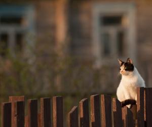 Свобода vs заточение