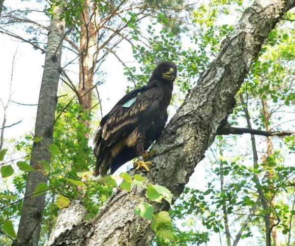 Выратуем арла!