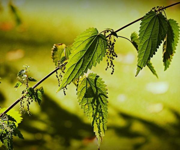 От ста бед — крапива