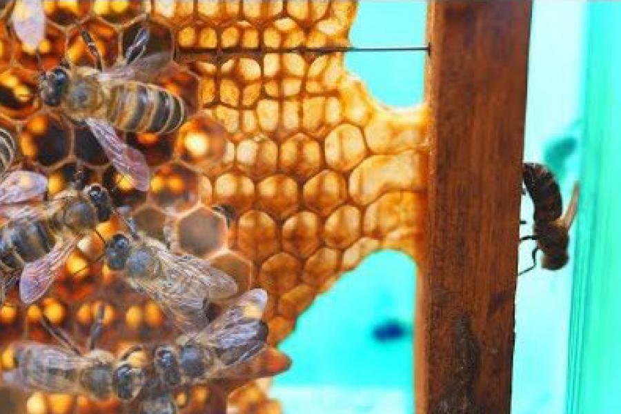 Музей мёду і пчалярства адкрылі ў Бярэзінскім біясферным запаведніку