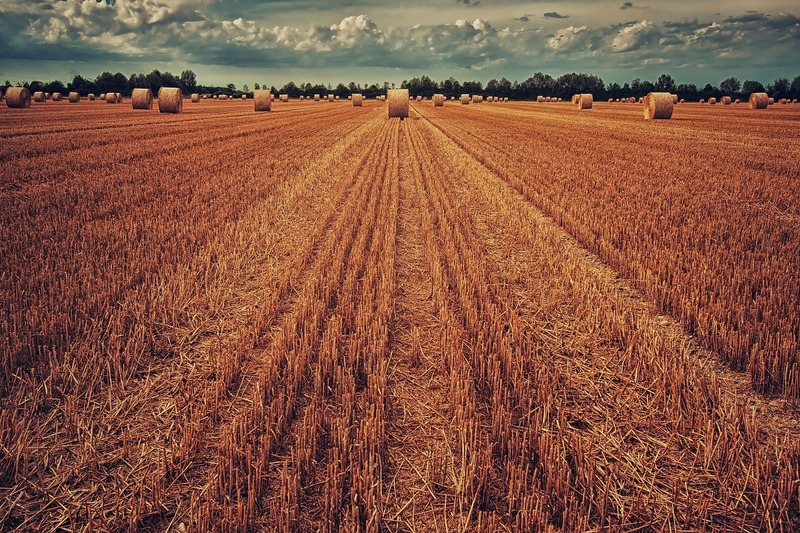 Фото: pixabay.com