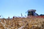 Аграрыі сабралі больш за 3,2 млн тон збожжа з улікам рапсу