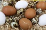 Рост валовой продукции в сельхозхозяйствах Беларуси в 2024 году превысит 3%