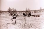 У Гродзенскай вобласці пошук загінулых байцоў вялі па нямецкіх фотаздымках