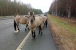 Суботняя мілата. У Налібоцкай пушчы ўбачылі тарпанавідных коней 
