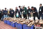 У Хунху штогод вырабляюць 300 тысяч тон лотасавых каранёў