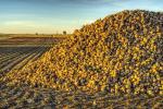 У Беларусі накапана больш за 347 тыс. т цукровых буракоў