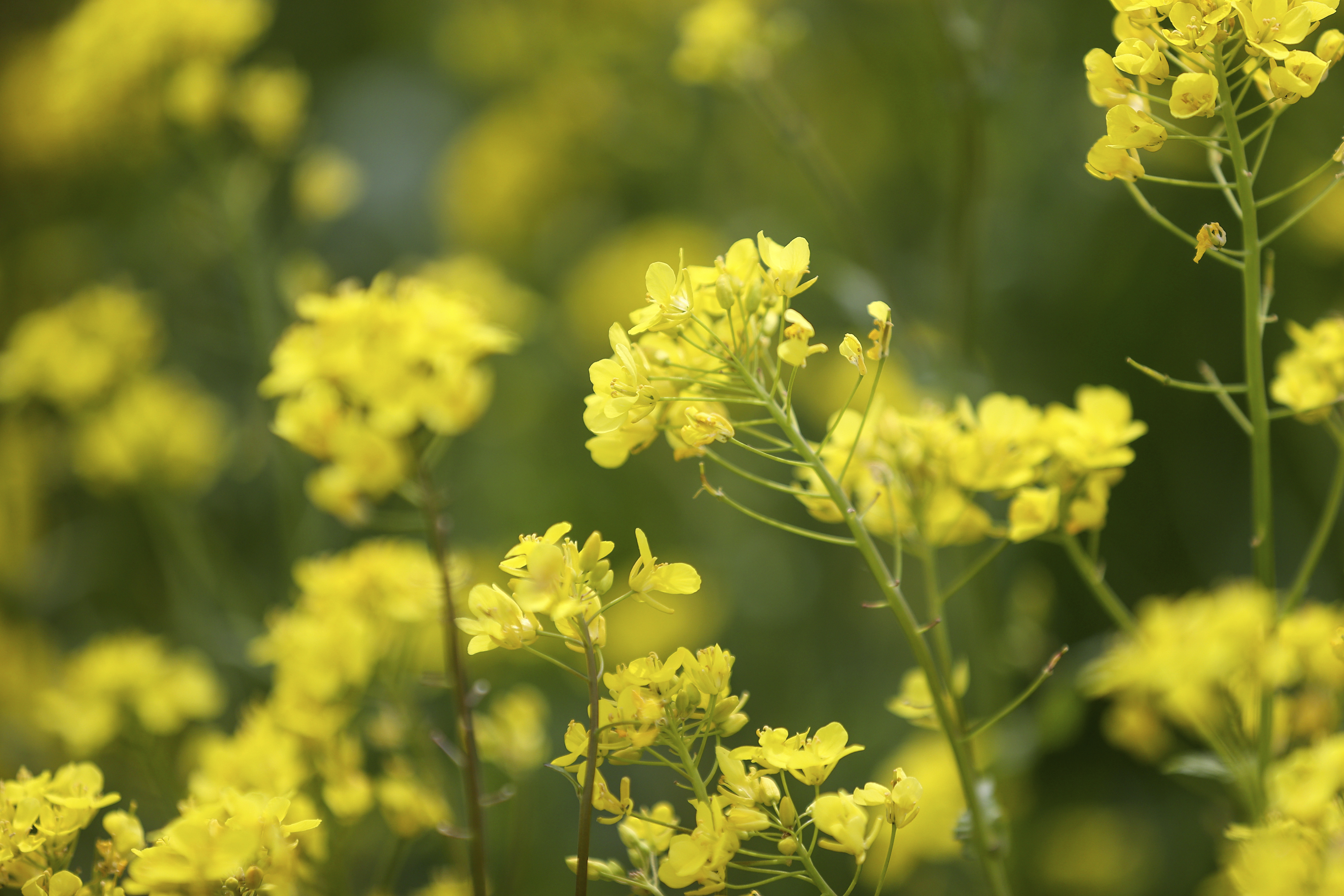 Як у Гродзенскай вобласці змагаюцца з наступствамі майскіх замаразкаў? 