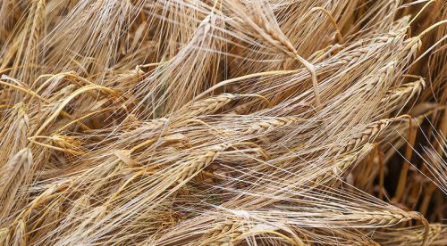 Over 8.7m tonnes of grain threshed in Belarus