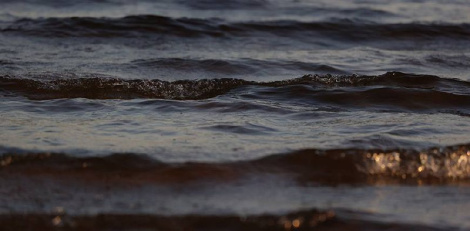 У Казахстане на ўзбярэжжы Каспійскага мора знайшлі больш за 70 загінулых цюленяў