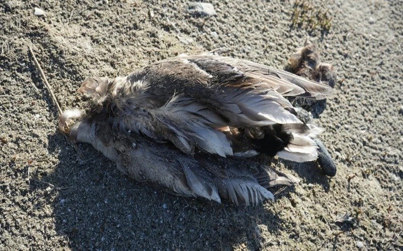 У запаведніку Казахстана на беразе Каспійскага мора зафіксавалі масавую гібель птушак