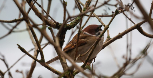 Холодно и ветрено будет в Беларуси 26 декабря