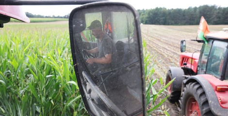 Збожжавыя і зернебабовыя культуры з кукурузай у Беларусі ўбраны з 94 % плошчаў