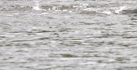 Цела мужчыны знайшлі ў Прыпяці ў Жыткавіцкім раёне