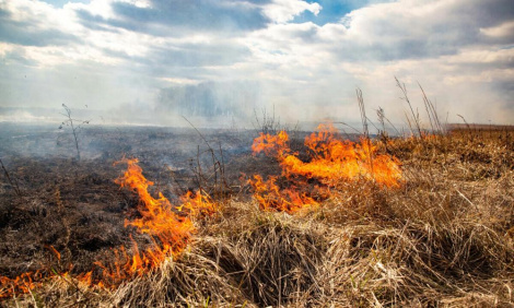Два лясныя пажары і адзін тарфяной ліквідавалі ў Беларусі за мінулыя суткі