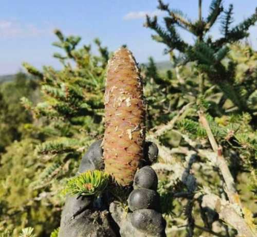 Какие шишки запрещено собирать в лесах Беларуси? 