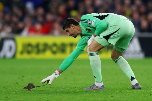 Крыса прервала матч чемпионата мира по футболу между сборными Уэльса и Бельгии