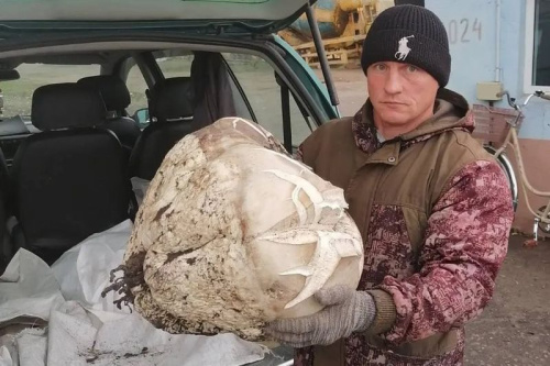 Пад Бабруйскам знайшлі грыб вагой амаль 10 кг