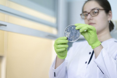 Над чым працуюць беларускія мікрабіёлагі?