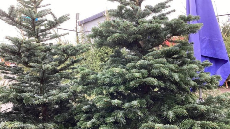 Жыхарка Брэсцкай вобласці пазбавілася грошай, спрабуючы купіць ёлку са скідкай у сацсетках