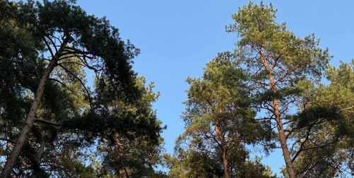 Абмежаванні на наведванне лясоў дзейнічаюць ва ўсіх раёнах Беларусі