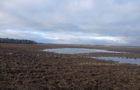 В Сенненском районе мужчина утонул в луже