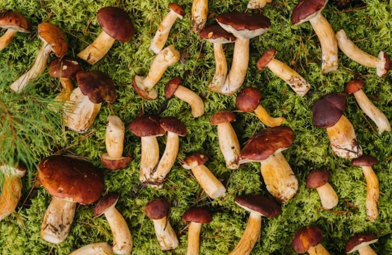 Прыемны сюрпрыз чакае грыбнікоў пасля праліўных дажджоў