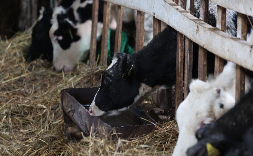 Поврежденные кровли, разрушенный телятник: в Могилевской области ликвидируют последствия сильного ветра