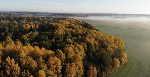 Ограничение на посещение лесов сохраняется в четырех районах страны