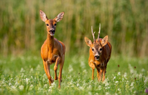 Браконьер поставил капкан на косулю в Беловежской пуще 