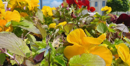 Багацце кветак — брэнд горада. Да 900-годдзя Гродна плануюць высадзіць 2 млн квітнеючых раслін