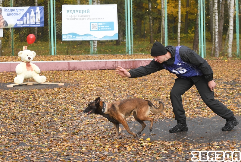Стали известны итоги юбилейного XX-го открытого чемпионата БФСО «Динамо» по служебному многоборью кинологов