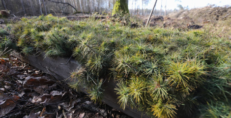 У Гомельскай вобласці восенню запланавана стварыць новыя лясы на 1650 га