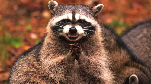 Еноты-полоскуны вернулись в Беларусь спустя 35 лет