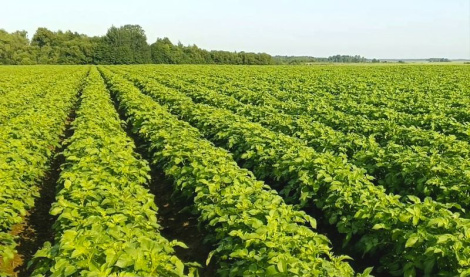 Бульбу для чыпсаў трэба ўмець не толькі вырошчваць,  але і захоўваць