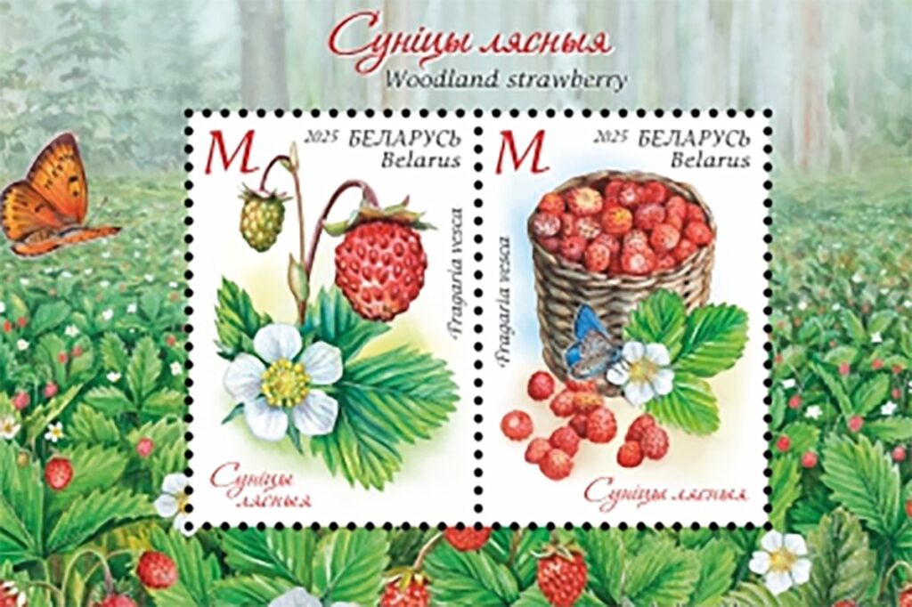 Мінсувязі рыхтуе да выпуску дзве паштовыя маркі і блок з серыі «Суніца лясная»