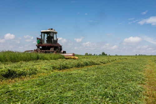 У Беларусі травы першага ўкосу скошаны больш чым на 23% плошчаў