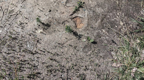 16 разоў судзімы: у Магілёве затрымалі серыйнага аўтамабільнага злодзея