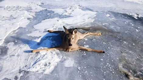 Больш за 300 казуль выратавалі з замерзлага возера ў Новасібірскай вобласці