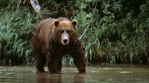 В Японии число нападений медведей на людей достигло рекордного уровня