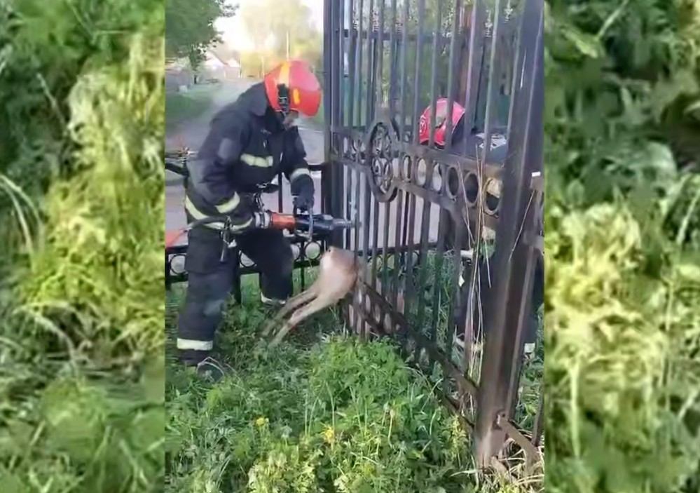 У Віцебску ратавальнікі вызвалілі казулю, якая захрасла ў плоце