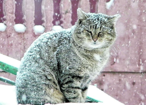 Надвор'е на выхадных: мокры снег  з дажджом і туманы