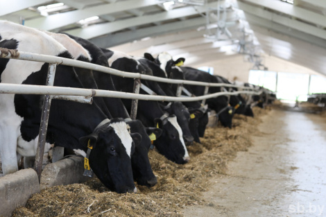 Чым вяскоўцам дапамагаюць навукоўцы?