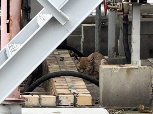 На Мозырский НПЗ проникла рысь