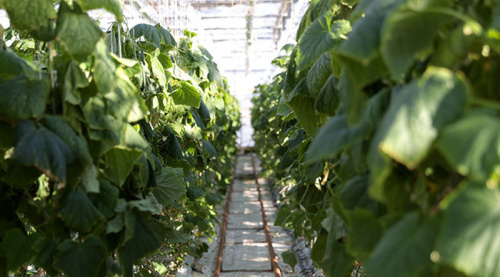 Businessman comments on Belarus-China greenhouse farming agreements